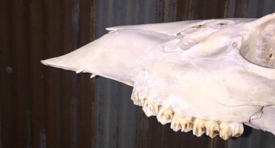 Deer with Upper Canine Teeth