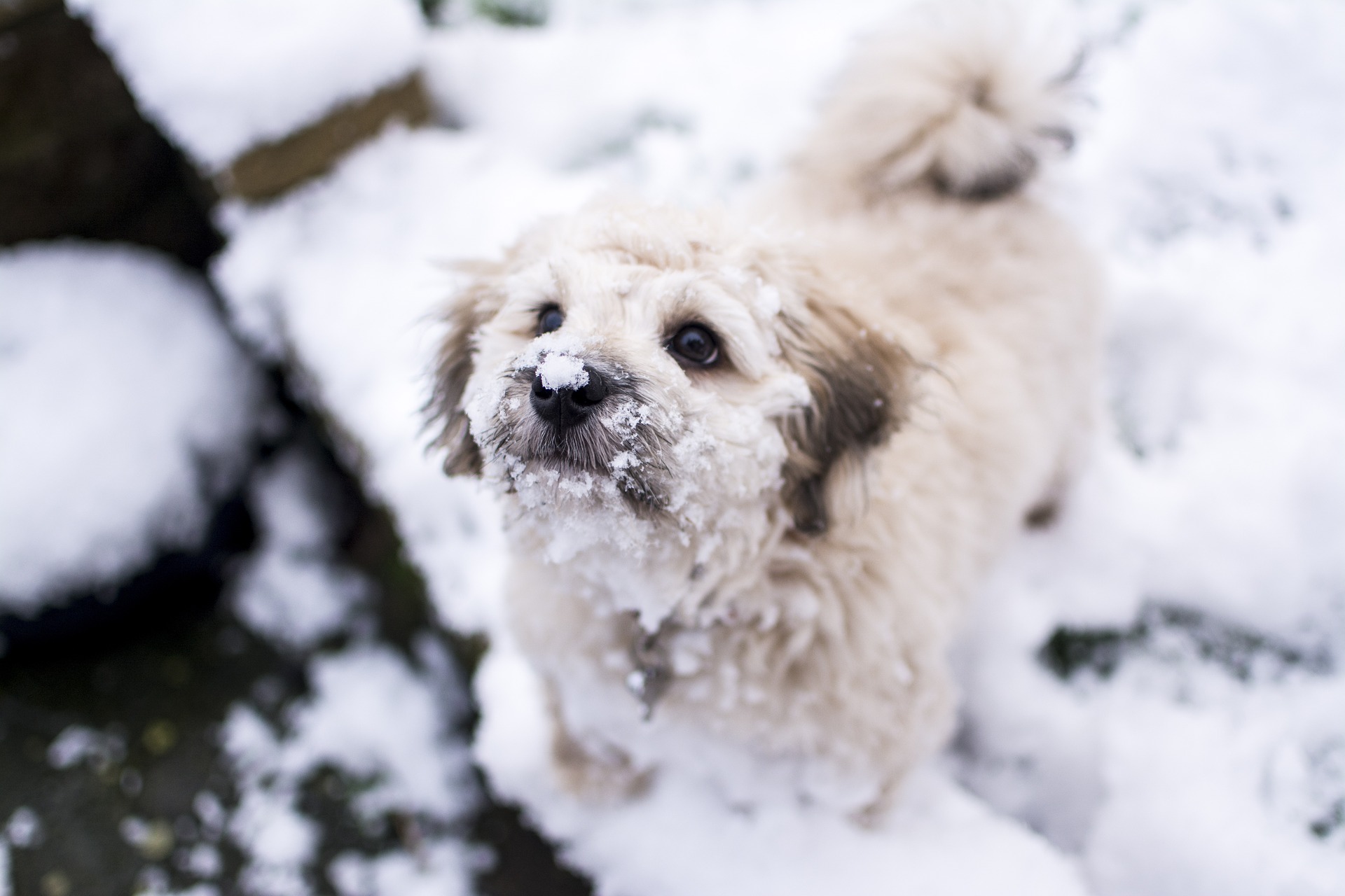 dog in snow