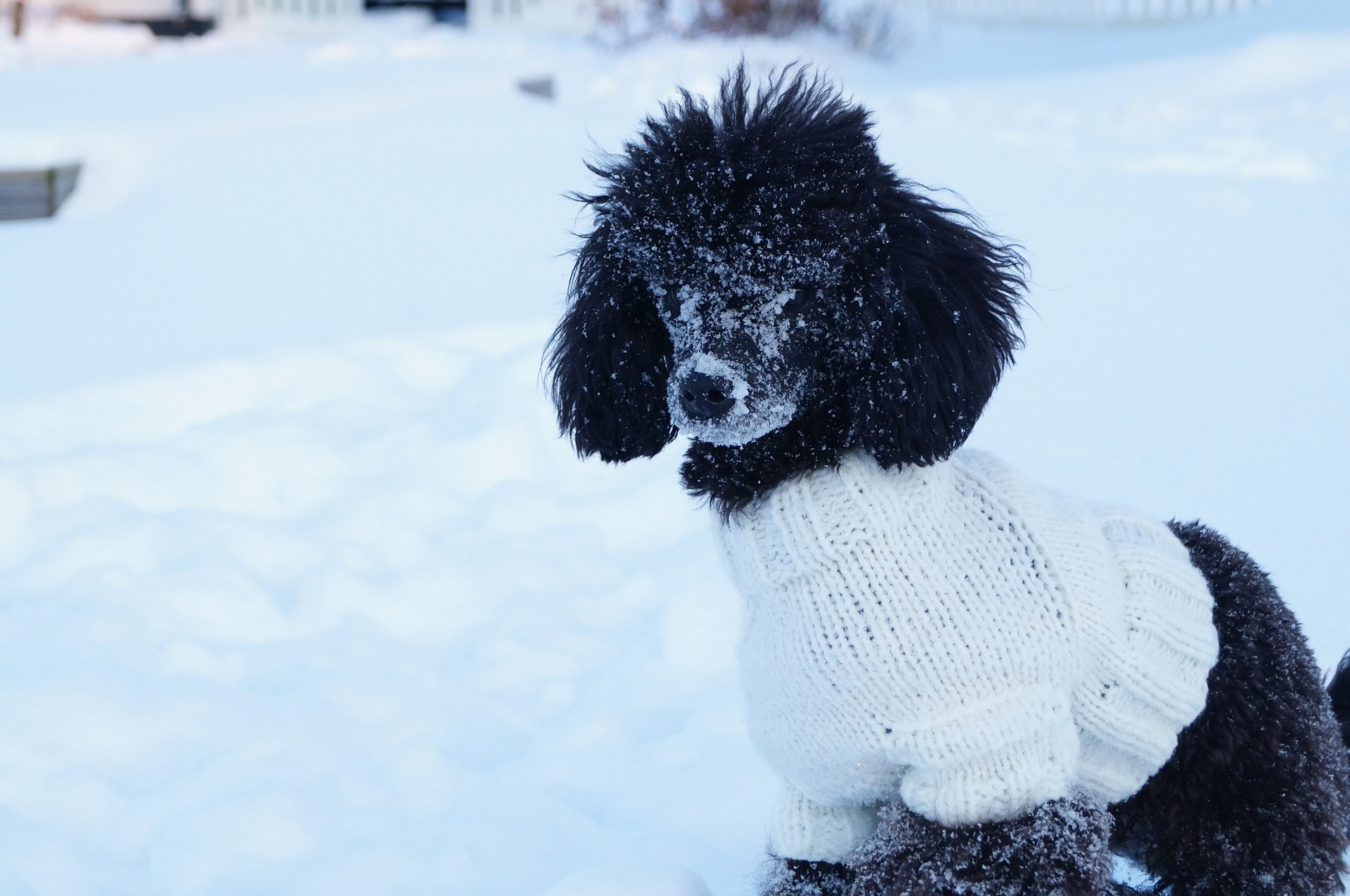 dog with sweater