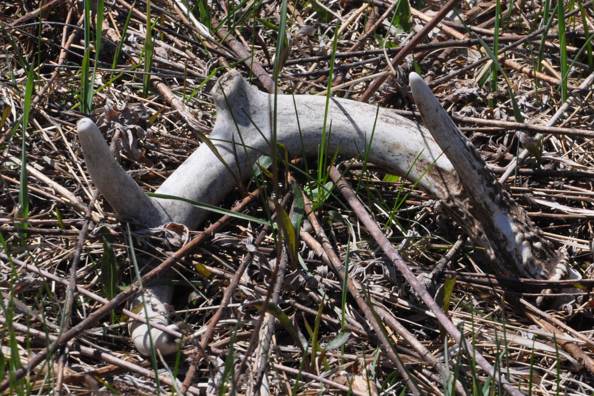 Early Shed Hunting