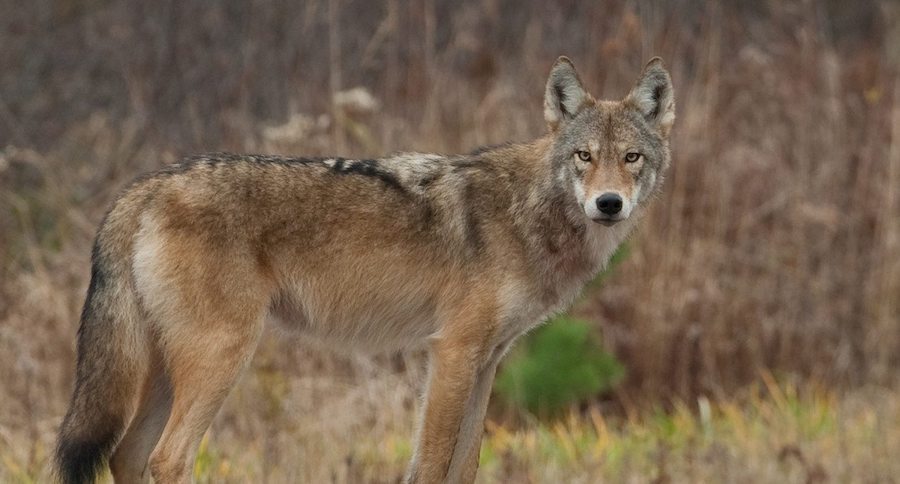 Indiana coywolf