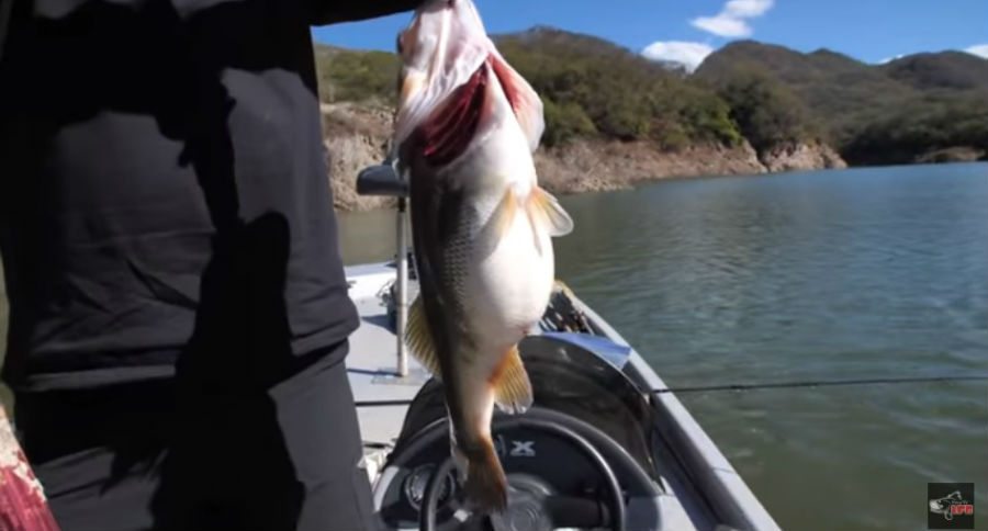 bass