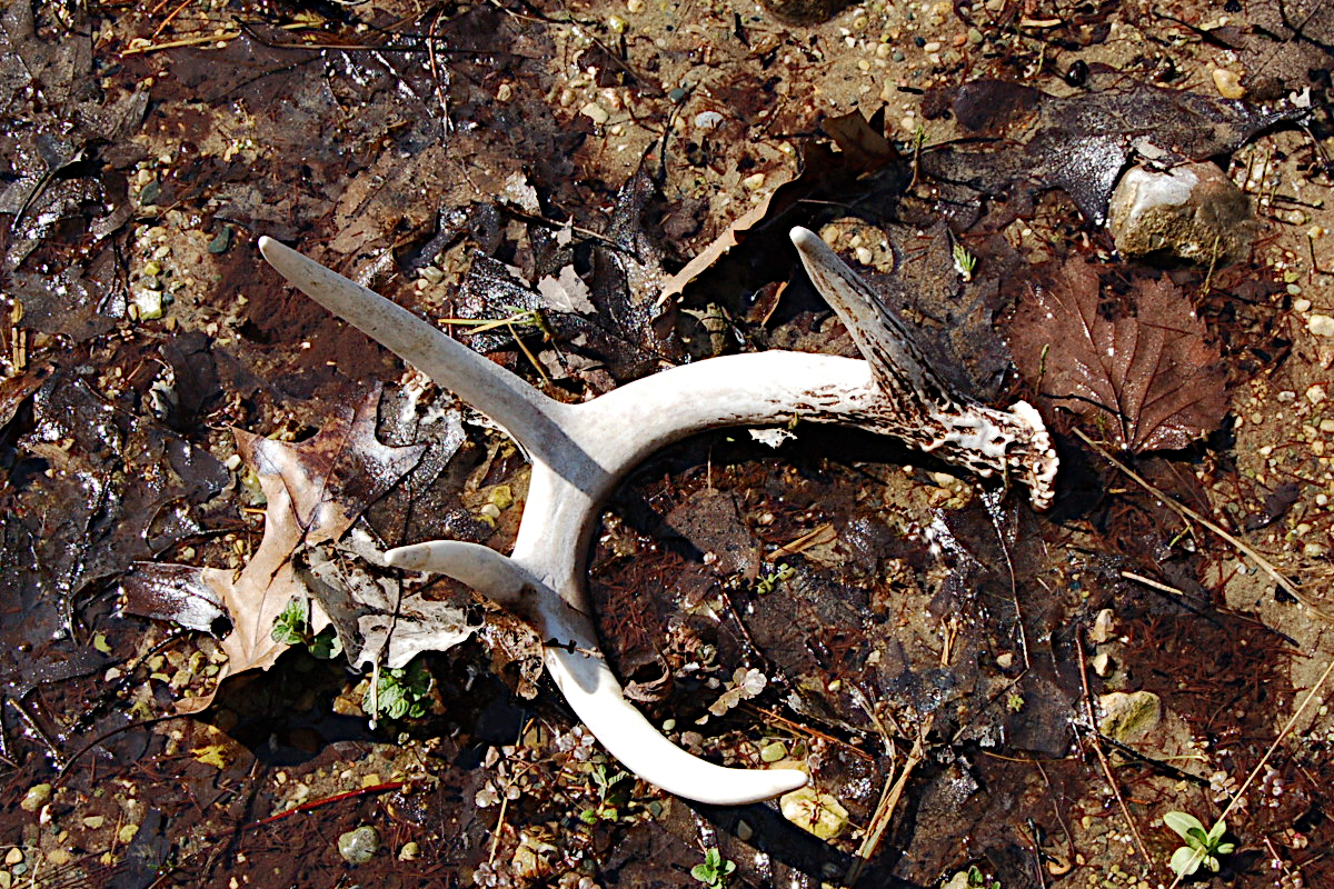 Found a Shed Antler