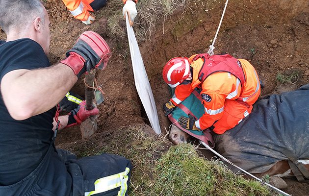 horse rescue