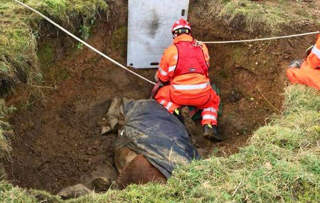 horse rescue