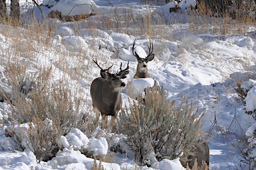 Two mule deer bucks in a snowy field.