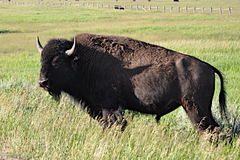 A bison standing in a field.