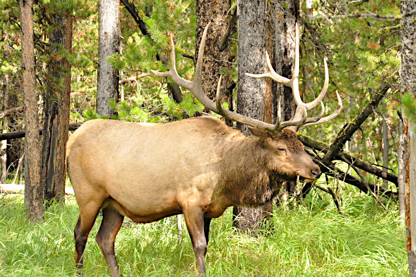 Bull elk standing in the forest.