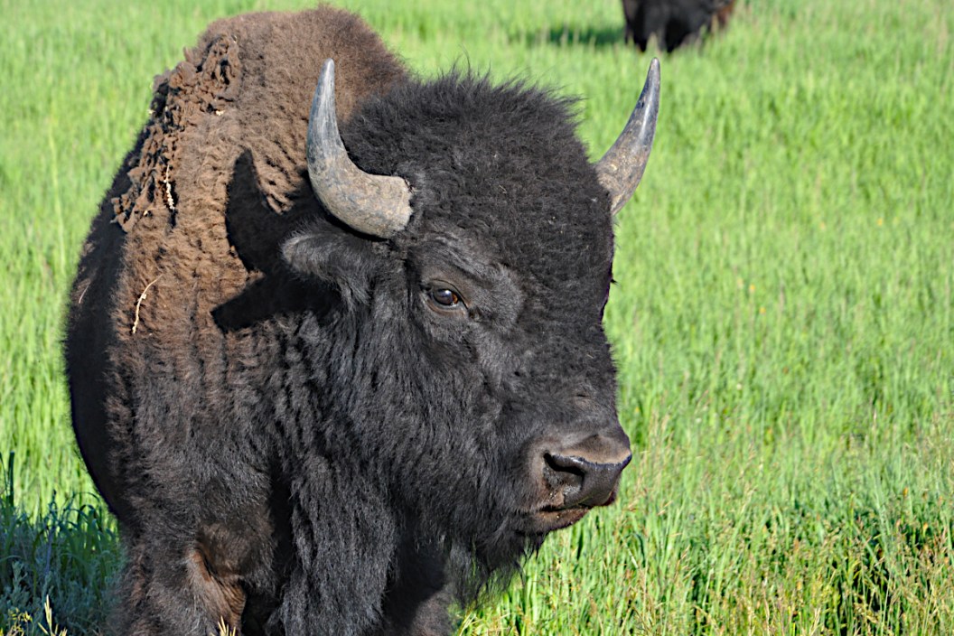 A large bison standing in a field.