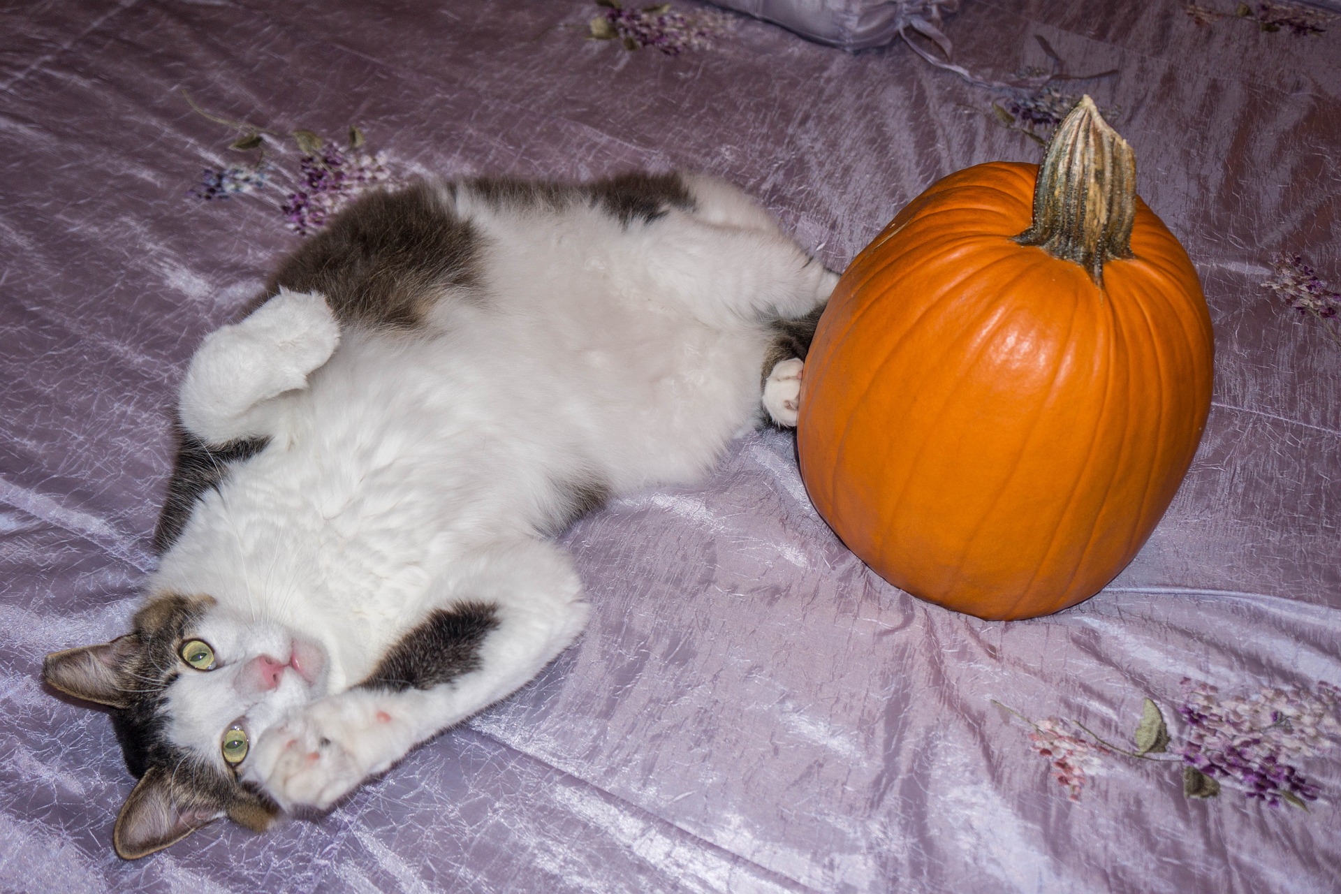 cat pumpkin