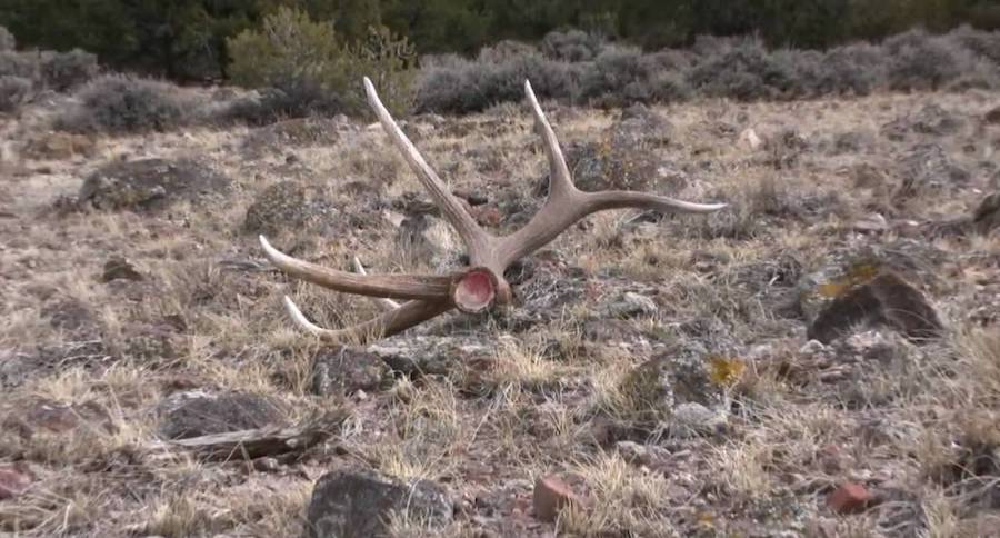 Colorado shed hunting