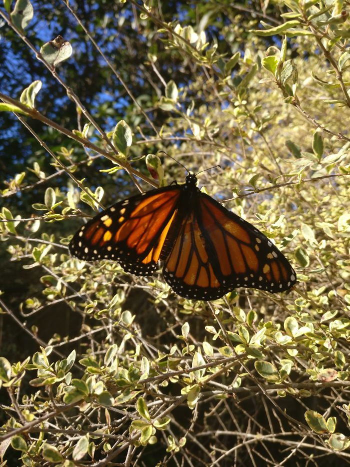 butterfly