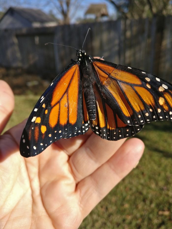 butterfly surgery 