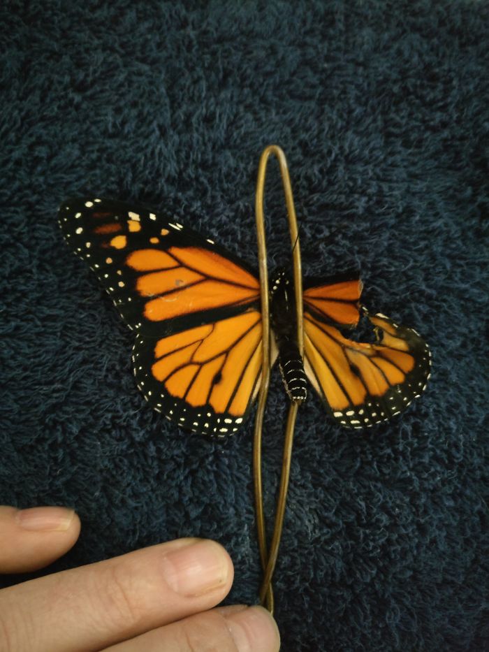 butterfly surgery