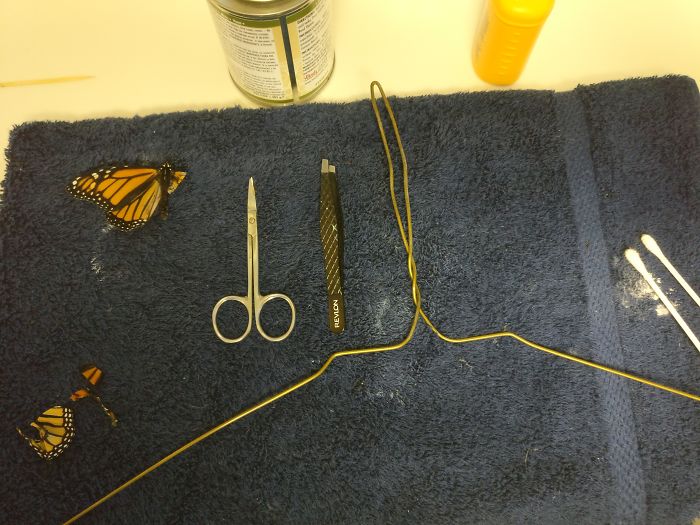 butterfly surgery