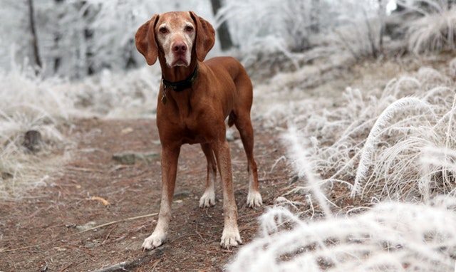 dog hiking