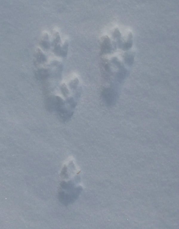 rabbit tracks