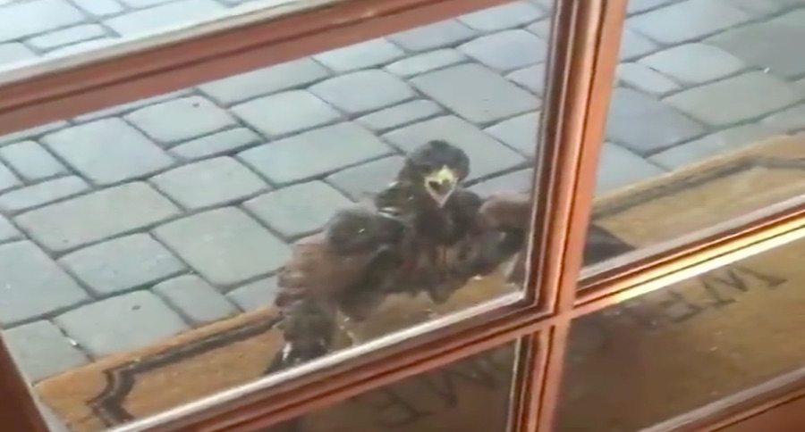 screaming hawk