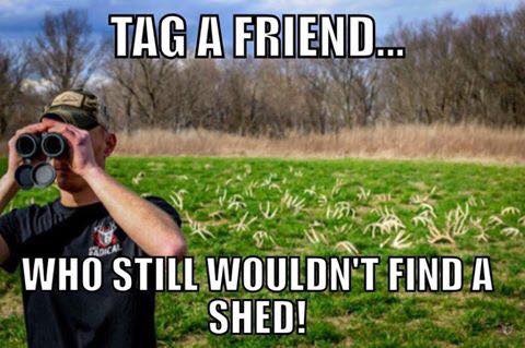 shed hunting
