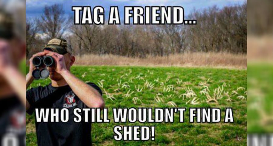 shed hunting