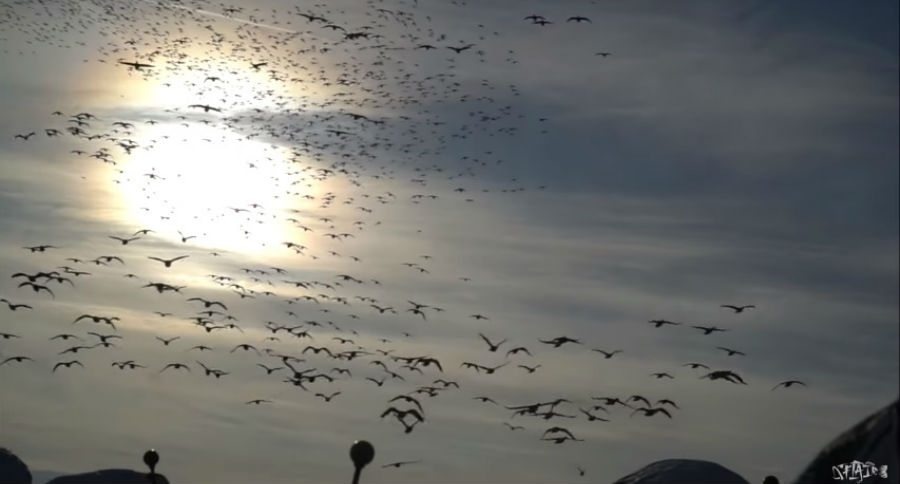 snow goose