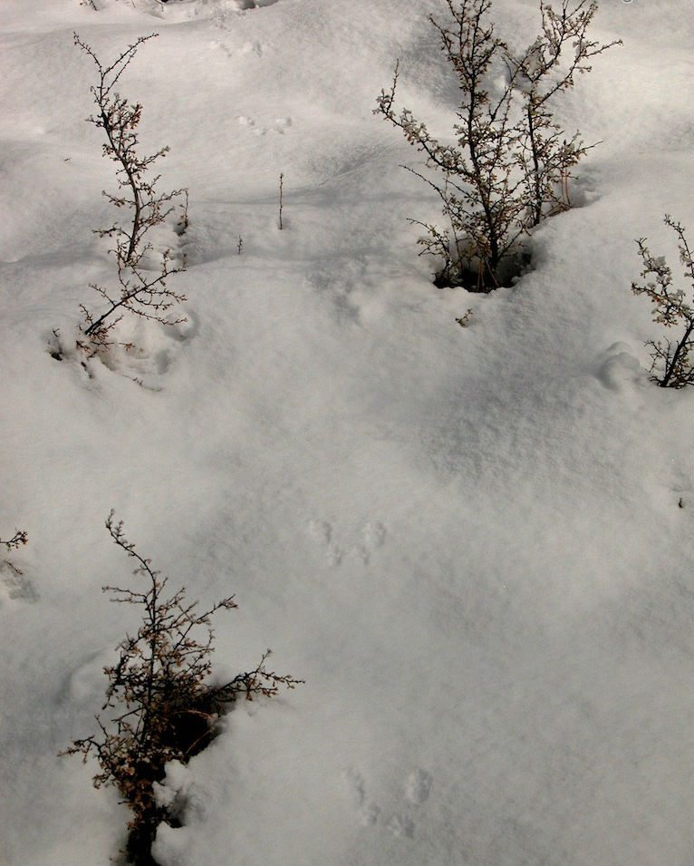 rabbit tracks