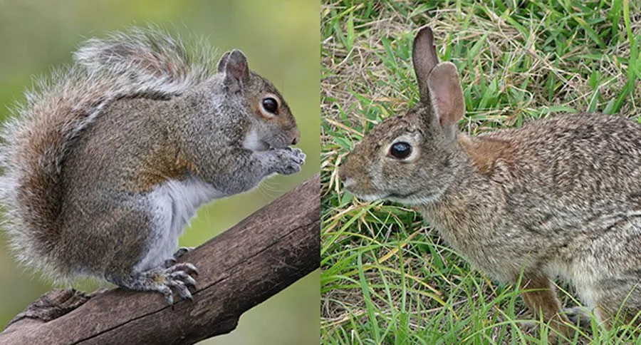 How to Tell the Difference Between Squirrel and Rabbit Tracks - Wide ...