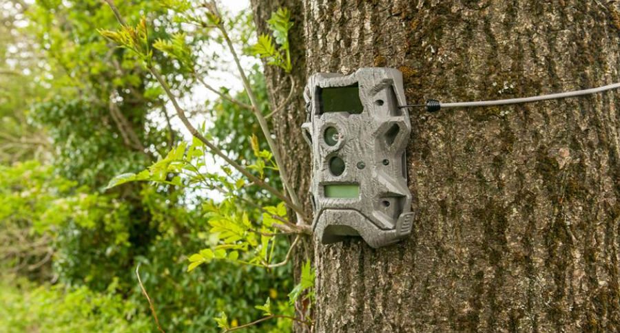 trail camera photo
