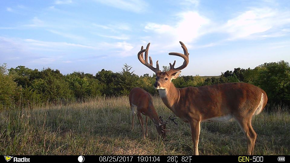 trail camera photo