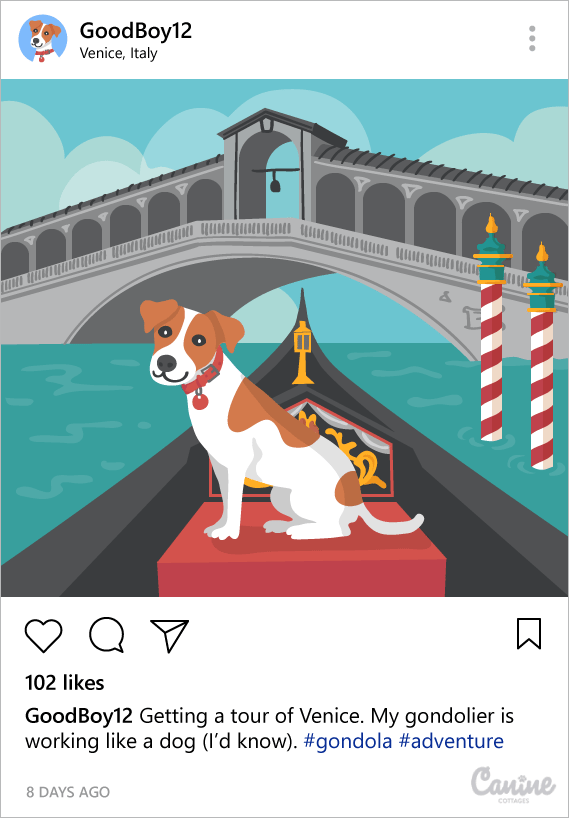 Instagram dog