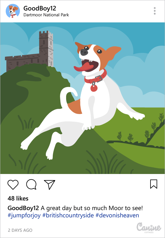 dog Instagram
