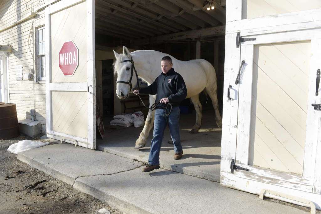 police horse