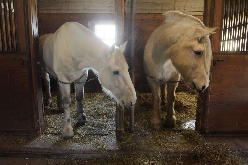 police horses