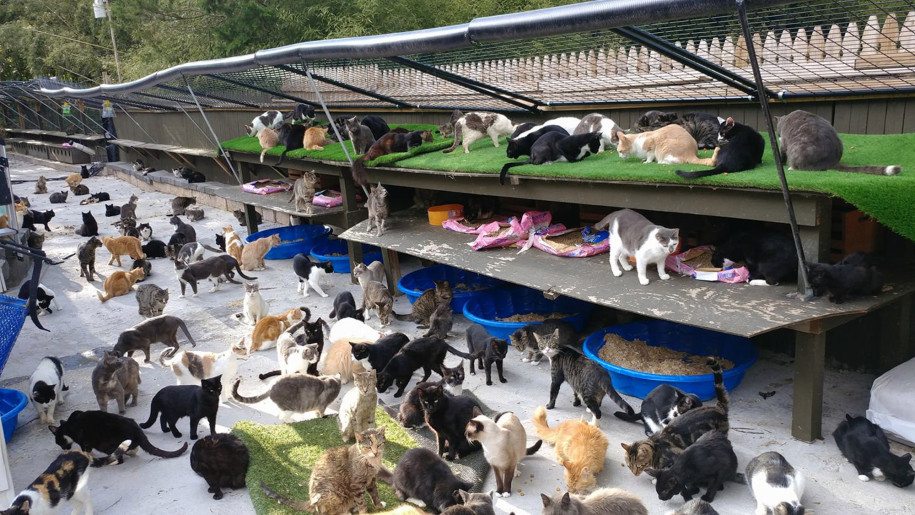 cat sanctuary