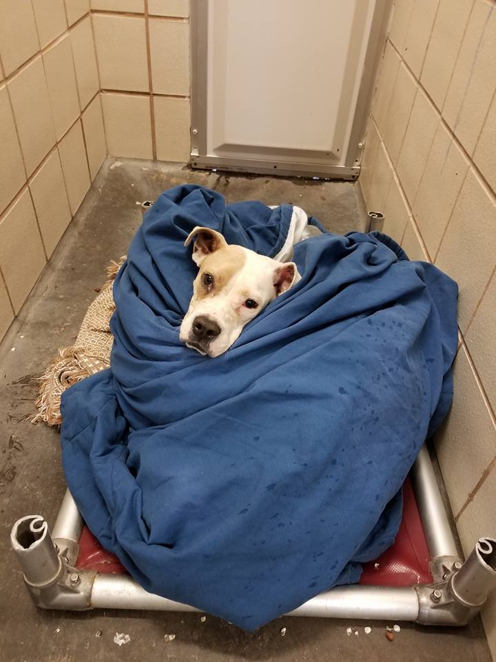 shelter dog