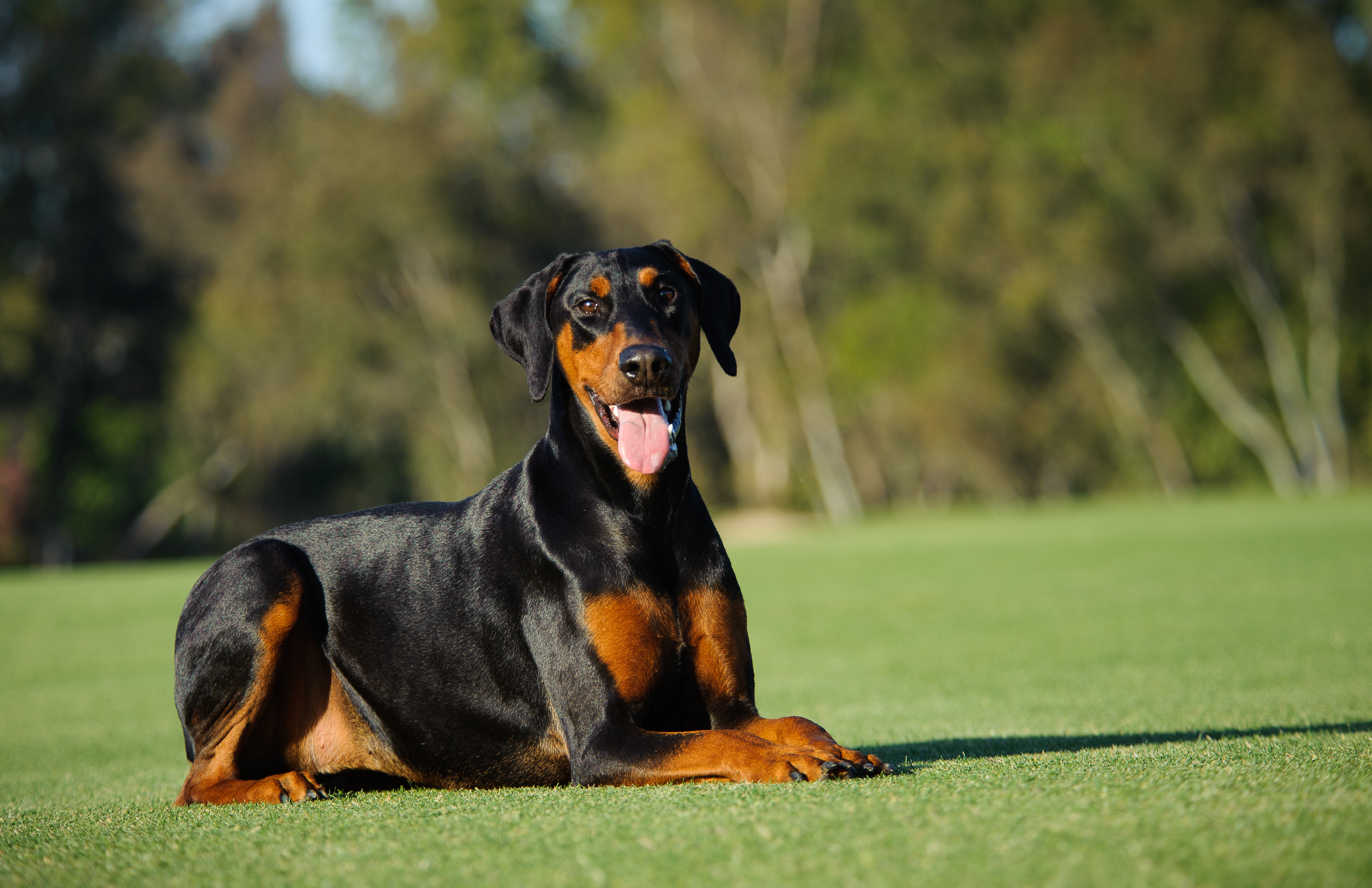 Doberman