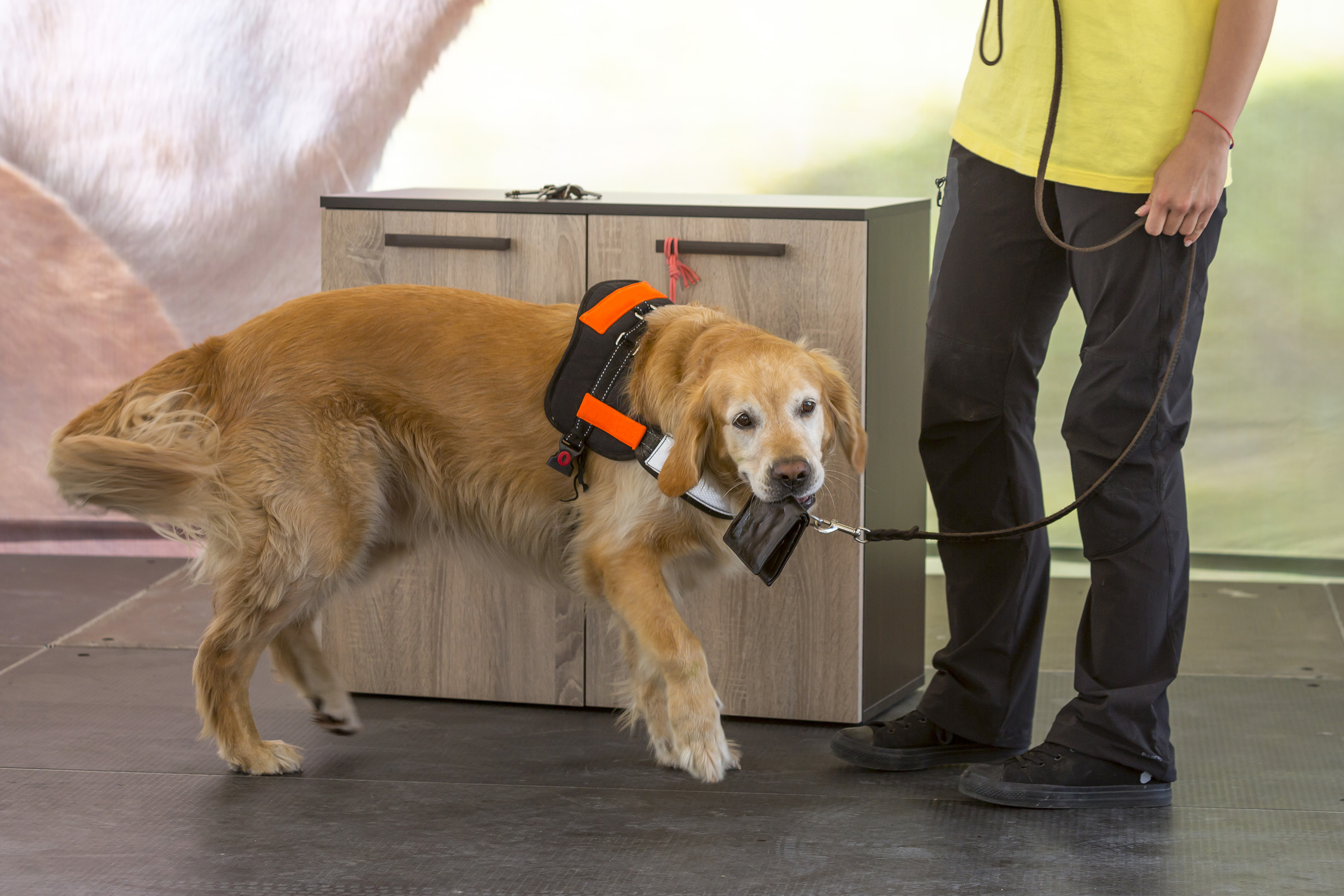 An assistance dog is trained to aid or assist an individual with a disability. Many are trained by an assistance dog organization, or by their handler, often with the help of a professional trainer.