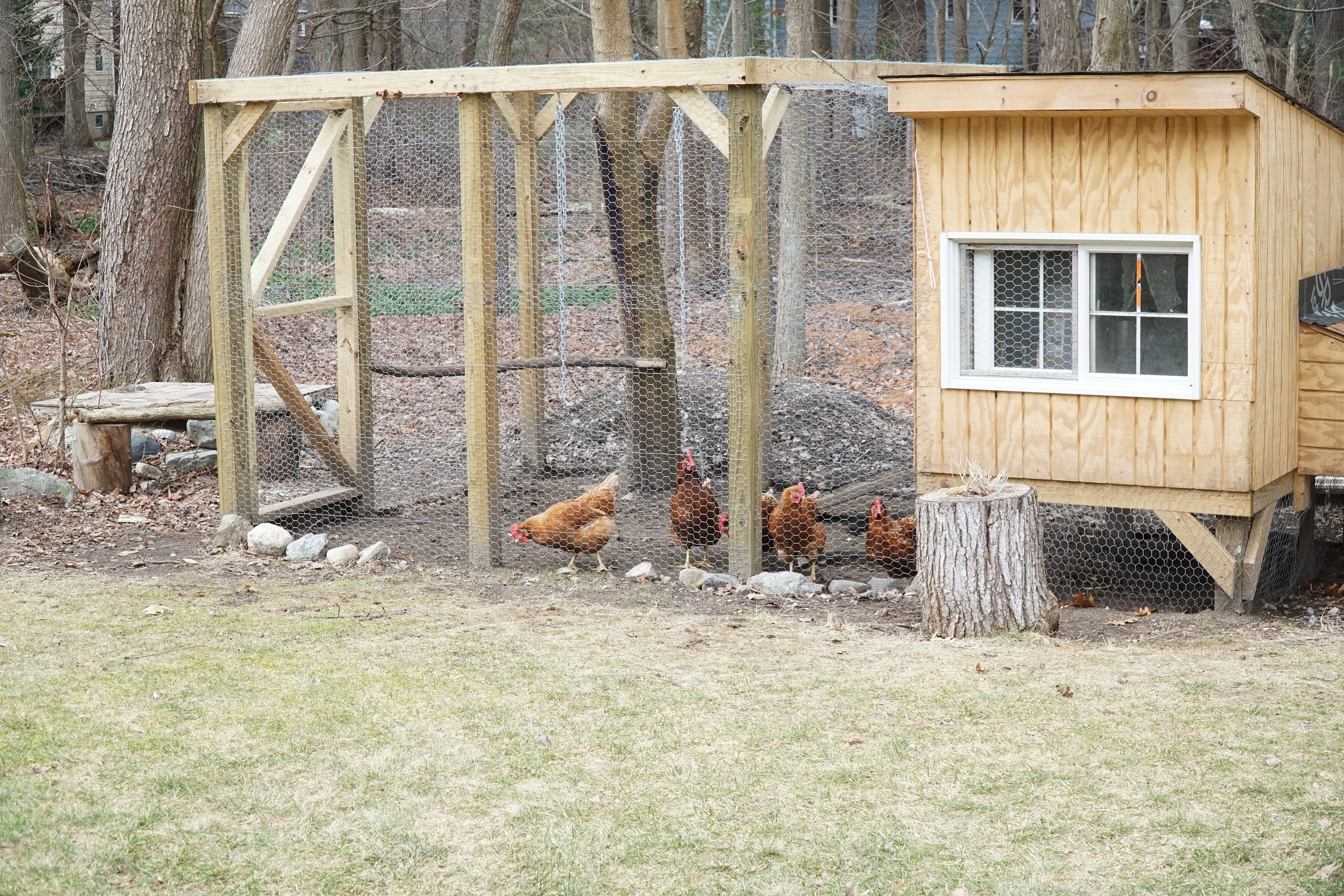 chicken coop in back yard in residential area