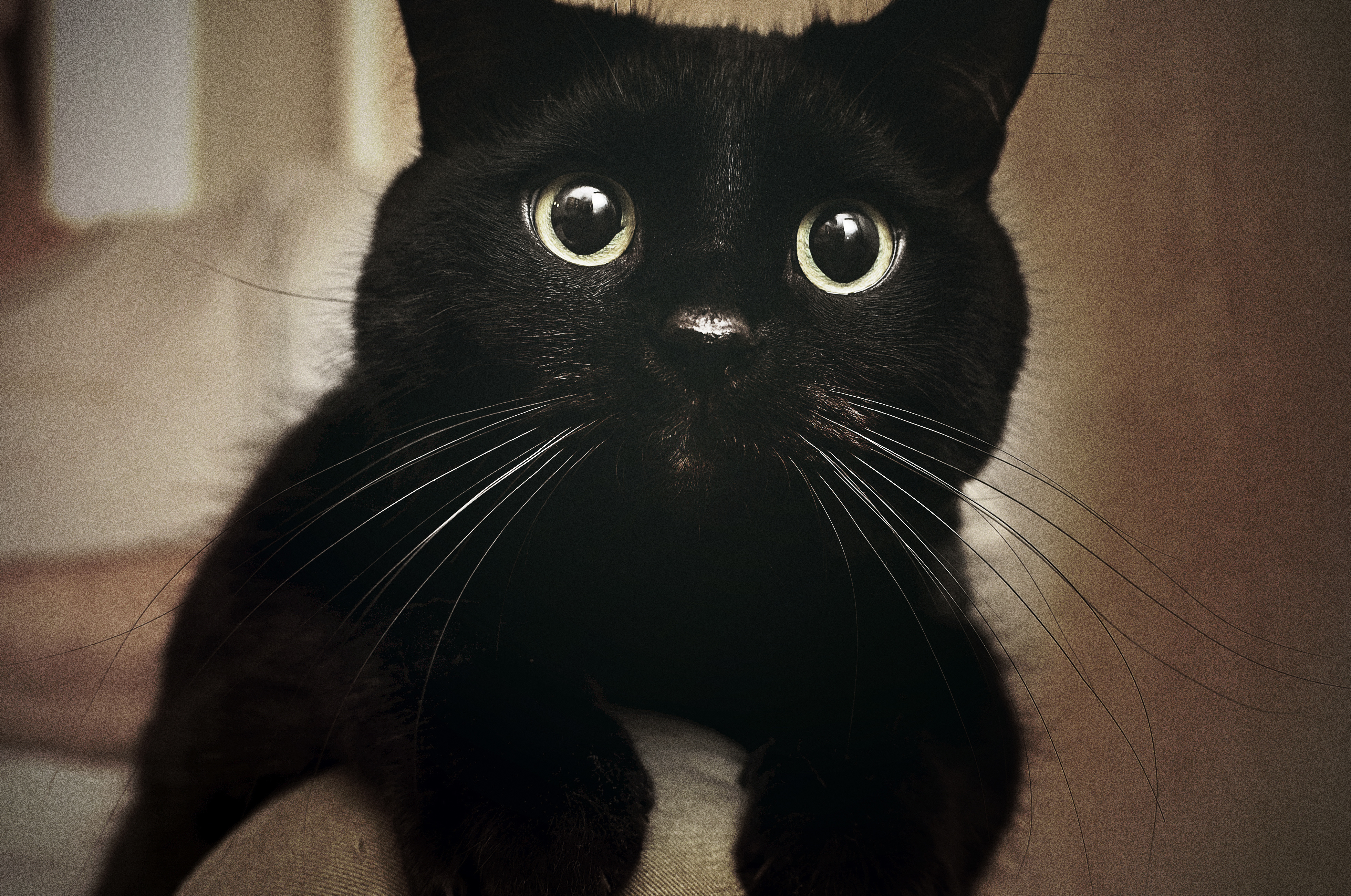 Black Cats Aren\'t Getting Adopted Because They Look Bad in Selfies
