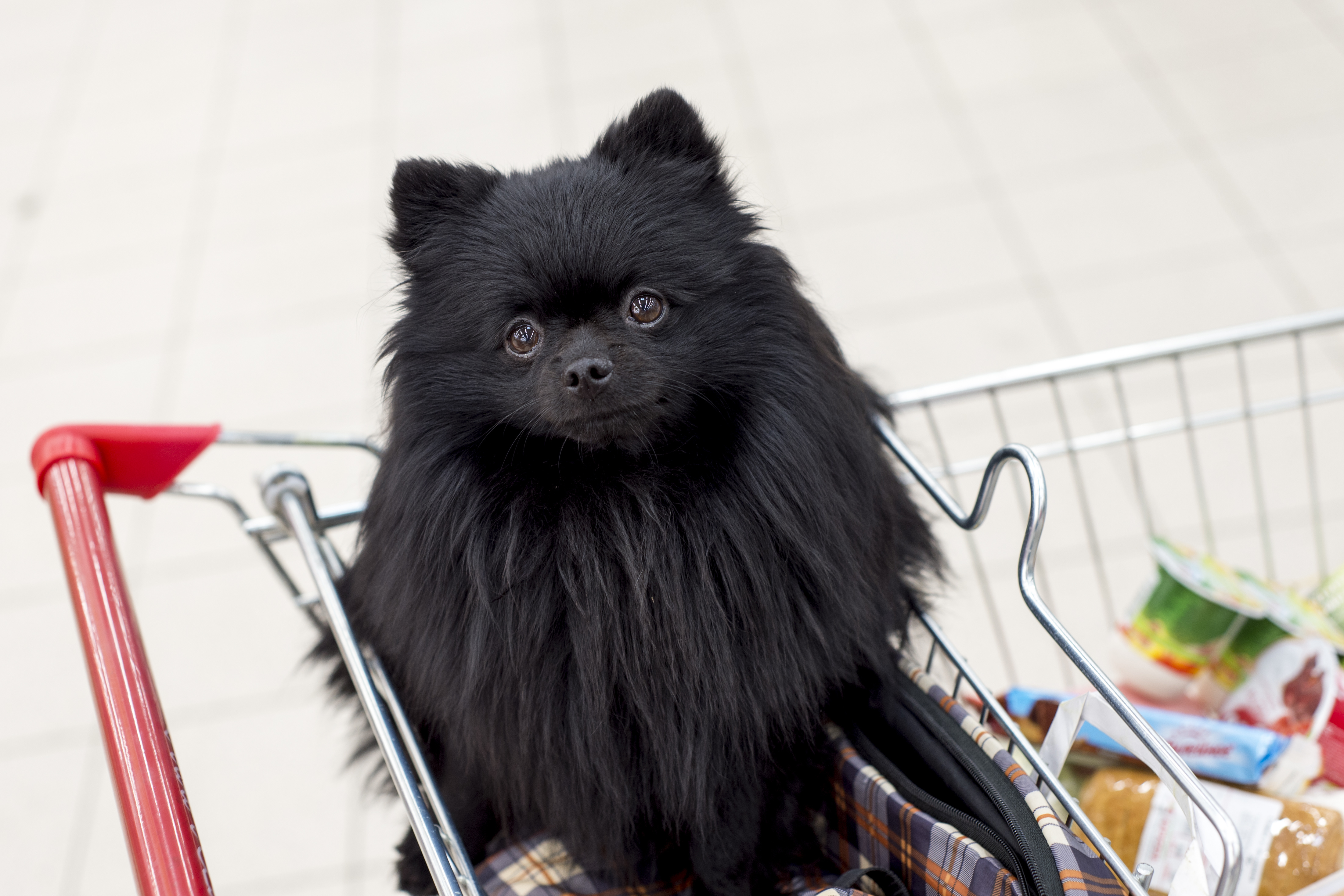 Spitz in the grocery cart