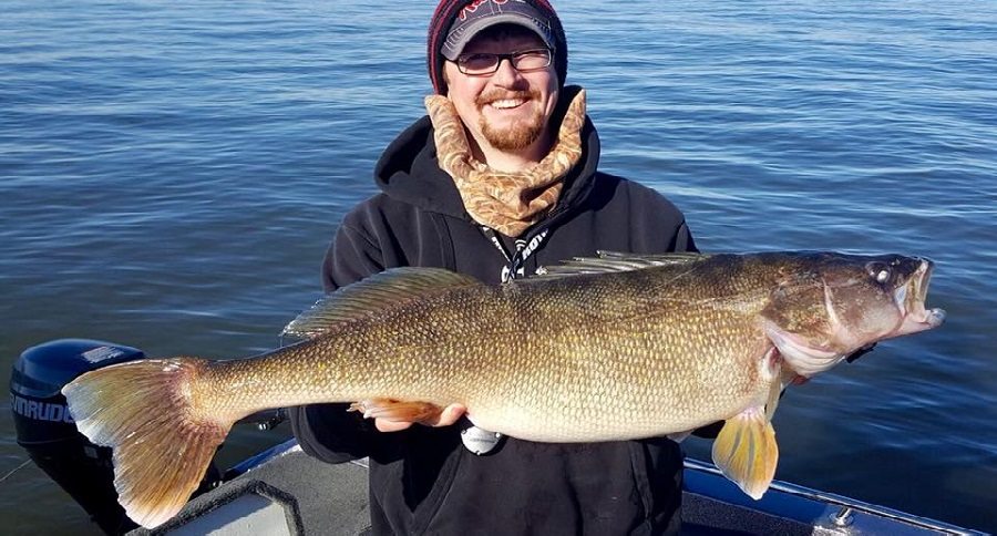 trophy walleye
