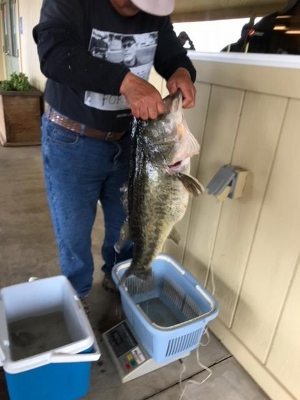 Lake Camanche Bass