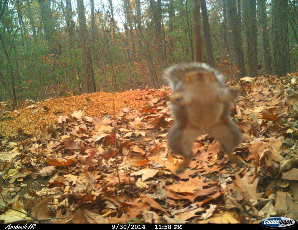 trail cam tuesday