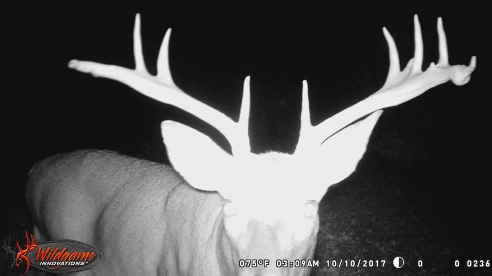 trail cam tuesday