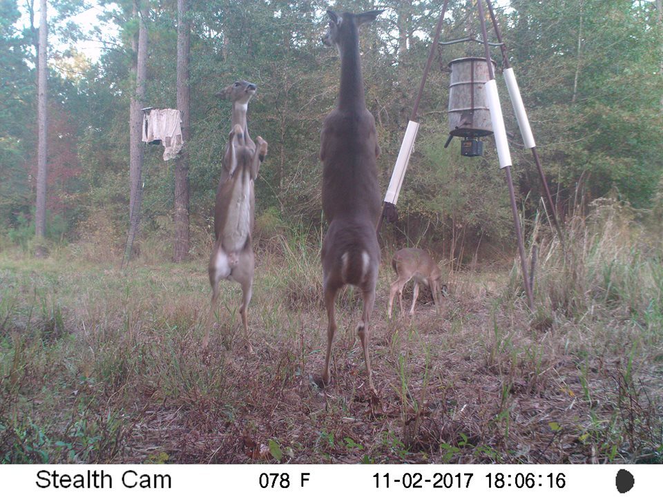 trail cam tuesday