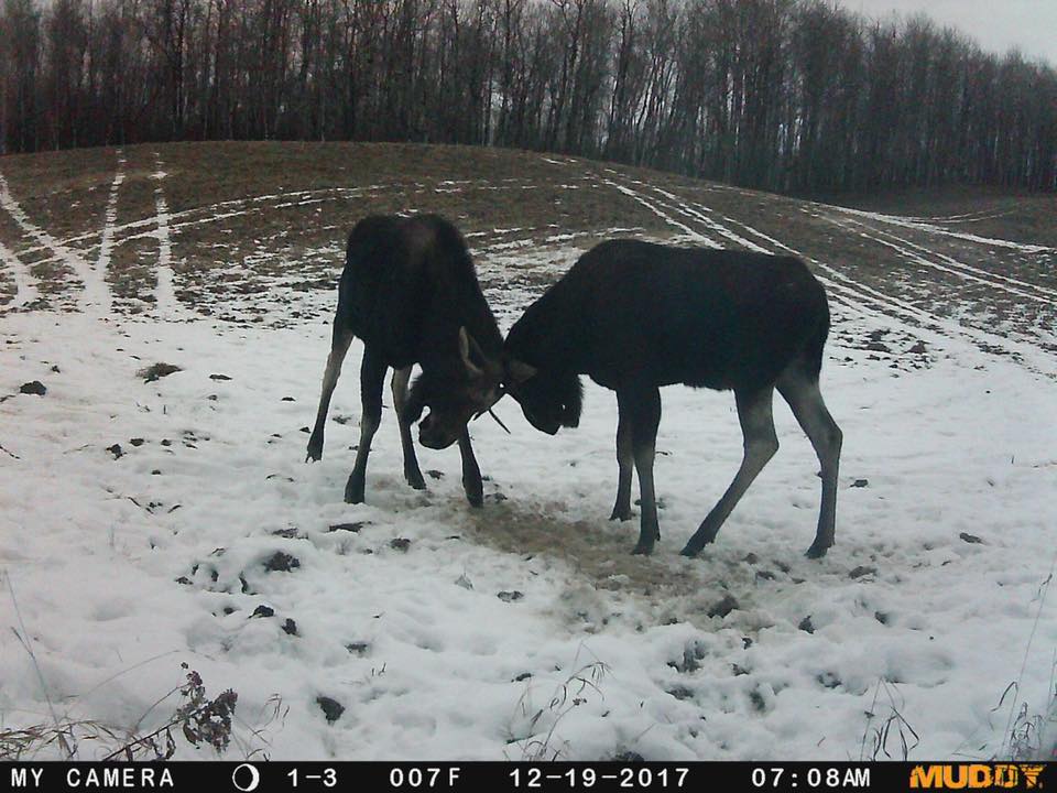 trail cam tuesday