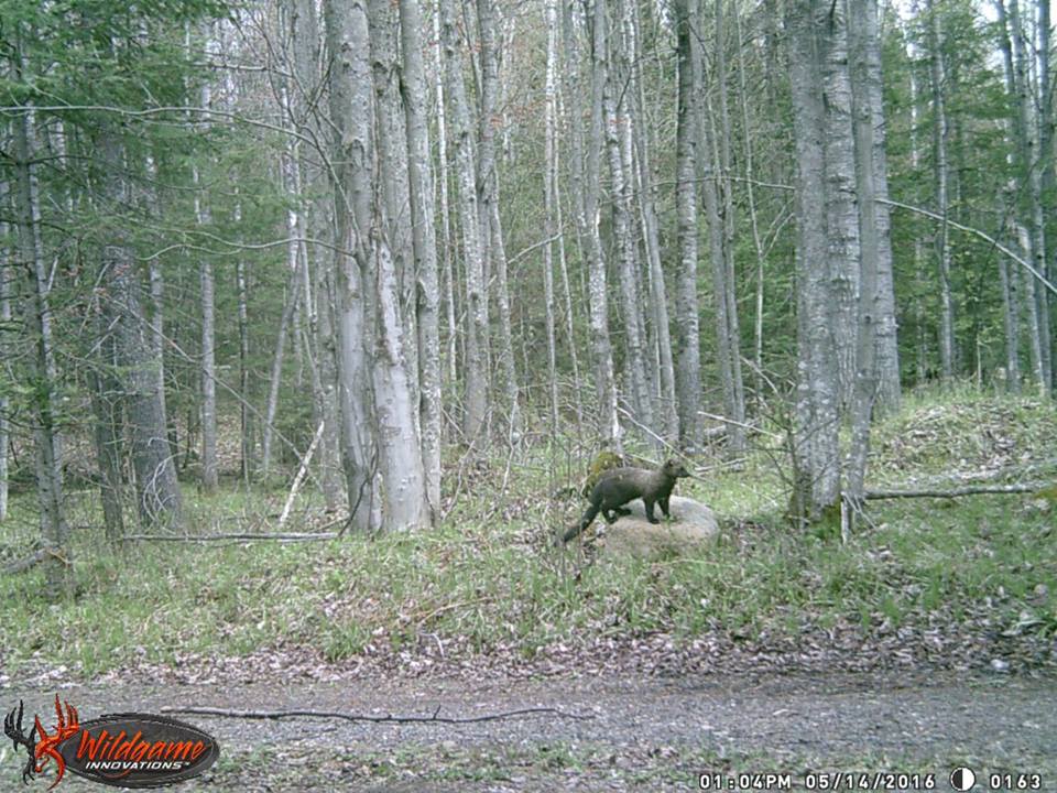 trail cam tuesday