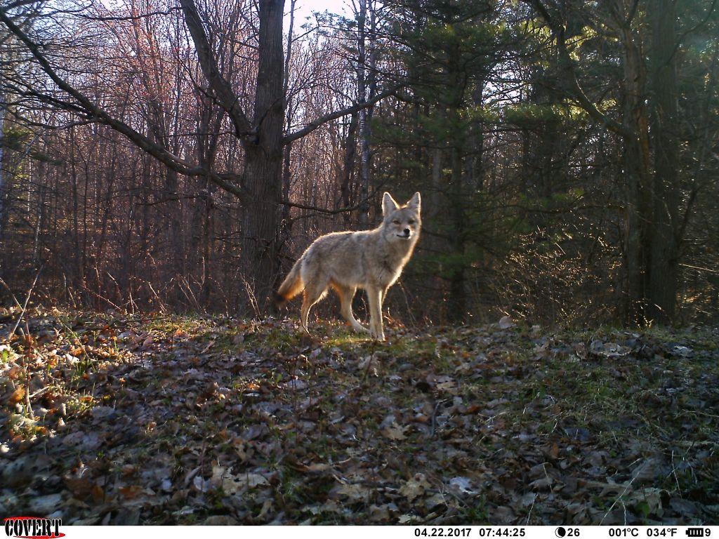 trail cam tuesday