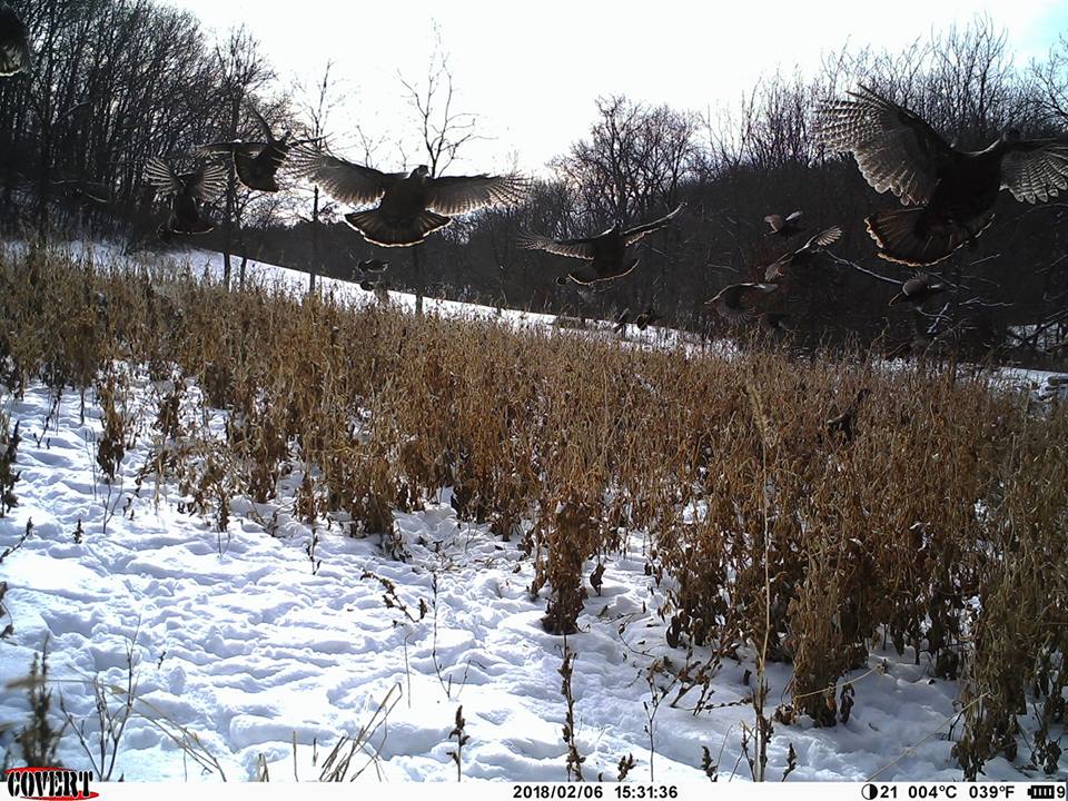 trail cam tuesday