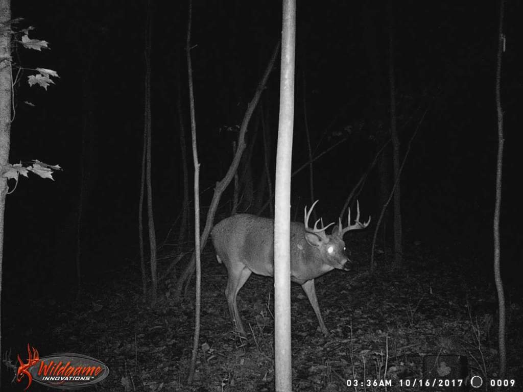 trail cam tuesday